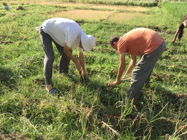 Sagar and Shivpuri putting their backs into it 600